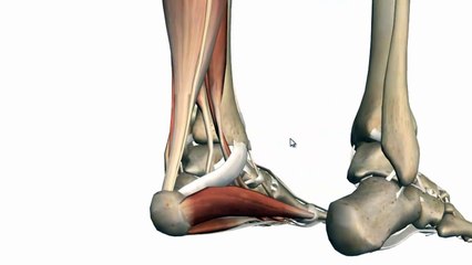 Ankle Joint - 3D Anatomy Tutorial