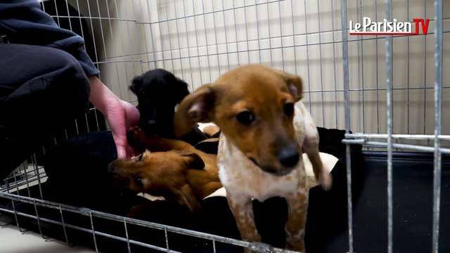 Compiègne : les chiots abandonnés dans un sac poubelle ont repris des forces