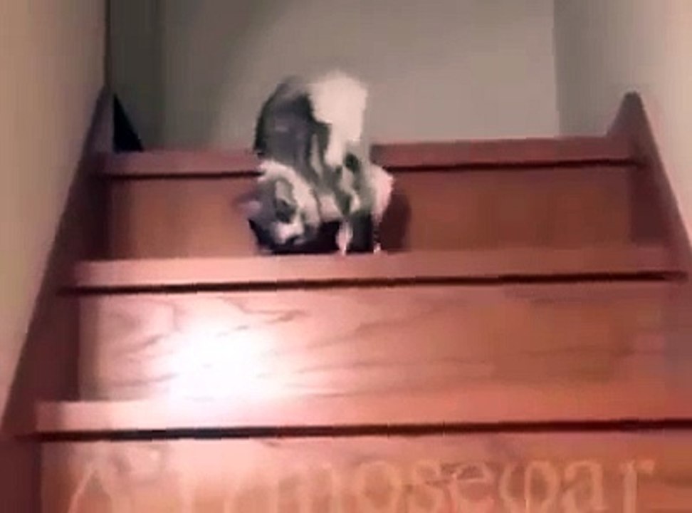 Funny video home