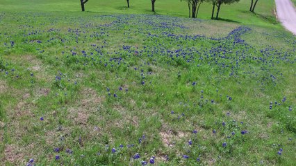 Drone flight over field of Bluebonnets in Ennis Texas.