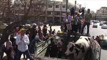 مظاهرات بالدواجن والأبقار رفضا للضرائب الزراعية بالأردن