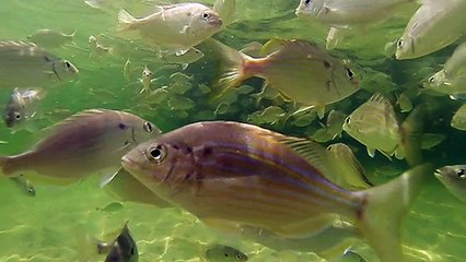 Underwater view of fish in Florida