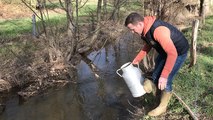 Lâcher de truites par la Gaule Viroise