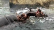 Fiona showing Mom how tough she is!! - Cincinnati Zoo & Botanical Garden