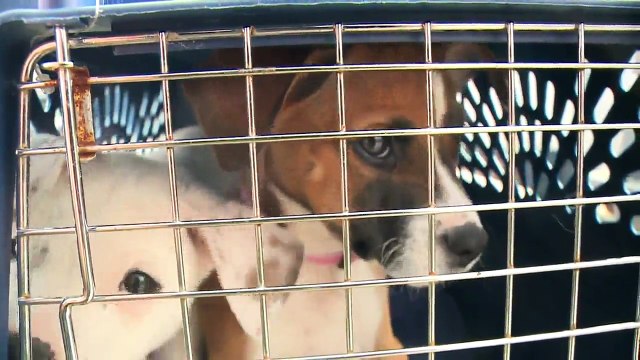 Plane Full of Puppies Orphaned Because of Hurricane Harvey Arrives in Southern California