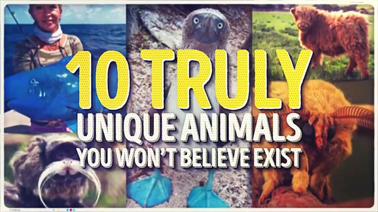 TEN UNIQUE ANIMALS YOU WONT BELIEVE EXIST /BY sab kuch yahan