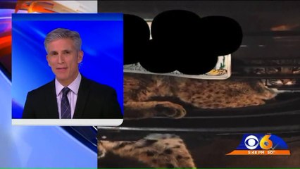 Bobcat That Survived 50-Mile Trip Stuck in Car Grill Released to Wild