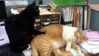 Cats Doing Stupid Things  funny Cats || Funny Pet Videos