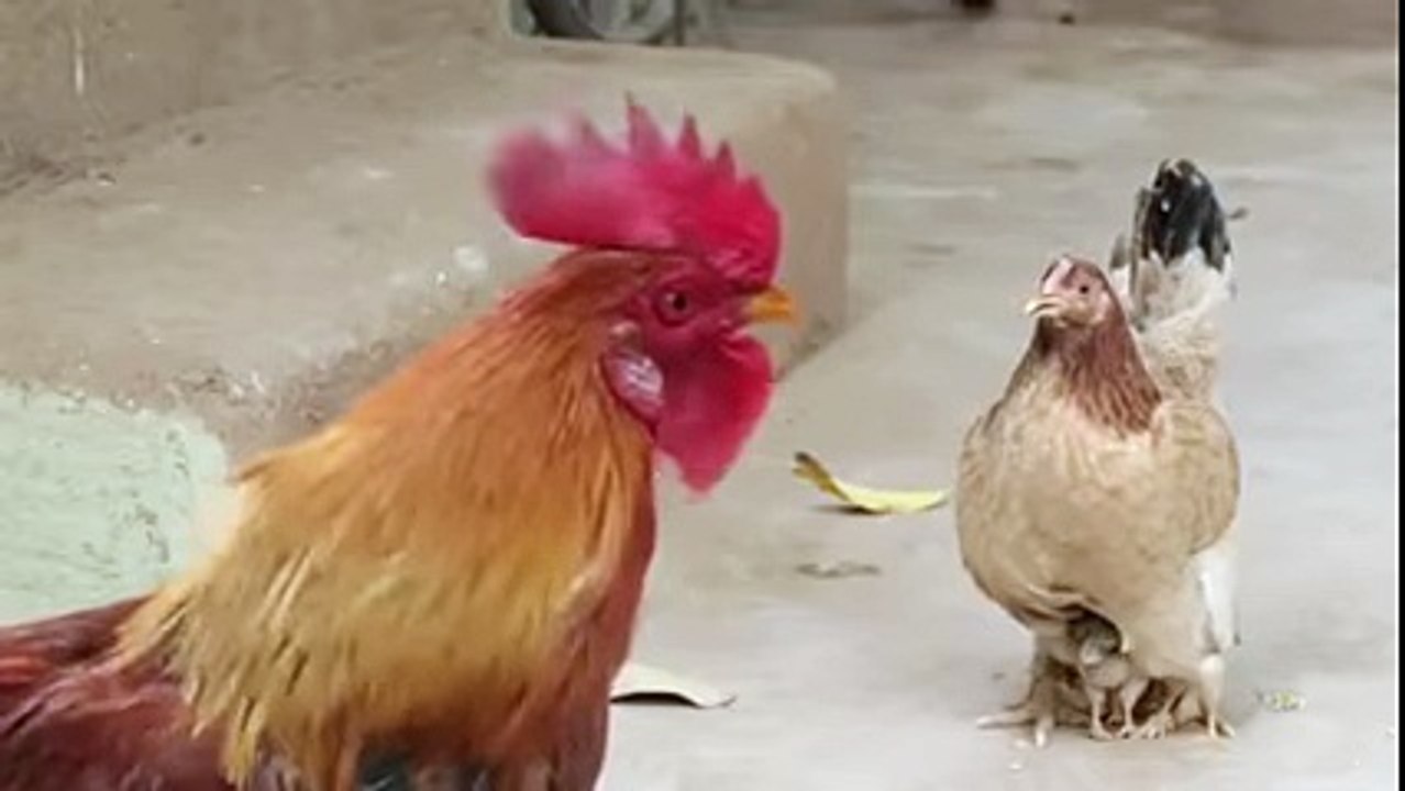 Whatsapp masti - YouTube
