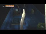 [Live Tonight] 생방송 오늘저녁 191회 - Busan, fishing 'pike eel' 바다의 힘! 부산 갯장어 잡이 20150819