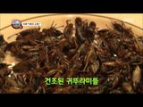 [Power Magazine] 파워매거진 - Protein lump Cricket cook 단백질 덩어리 '귀뚜라미'요리 ?20150904