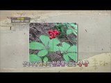 [Greensilver] Gyeonggi Yangpyeong - Nutrition Filial duty 'Wild ginseng' '산삼' [고향이 좋다 341회] 20151109