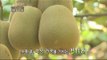 [Greensilver] Jeollanam Boseong - refreshing 'Kiwi fruit' '참다래' [고향이 좋다 341회] 20151109