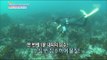 [Happyday] Princess mermaid of Jeju : female diver 바다의 공주, '제주 해녀'를 만나다 [기분 좋은 날] 20160225