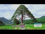 [Morning Show] Tree investment techniques 1억 원 버는 비법! '나무 재테크' [생방송 오늘 아침] 20160307