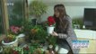 [Morning Show] Home gardening 미세먼지 잡는 베란다 정원 '홈 가드닝' [생방송 오늘 아침] 20160309