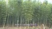 [Greensilver] Geoje tourist attraction : A bamboo grove [고향이 좋다 358회] 20160321