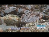 [Morning Show] Treasure of the sea 'sea cucumber' 10억 매출의 비결! 바다의 보물 '00' [생방송 오늘 아침] 20160328