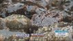 [Morning Show] Treasure of the sea 'sea cucumber' 10억 매출의 비결! 바다의 보물 '00' [생방송 오늘 아침] 20160328