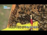 [Happyday] Bee natural supplements '벌'이 주는 3가지 '천연영양제' [기분 좋은 날] 20160405