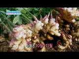 [Happyday] ginger cherry-pick 영양이 풍부한 생강! 고르는법 따로 있다?!  [기분 좋은 날] 20161201