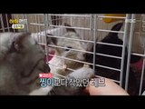 [HahaLand]하하랜드 ep.01 - Cats 레브 and chinchilla 찡이 and 뀨!! 고양이 레브와 친칠라 찡이& 뀨! 20170606
