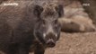 [MBC DMZ, THE WILD] - 멧돼지들의 생존을 위한 격렬한 싸움  20170612
