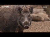 [MBC DMZ, THE WILD] - 멧돼지들의 생존을 위한 격렬한 싸움  20170612