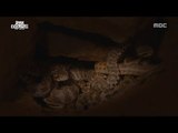 [MBC DMZ, THE WILD] - DMZ의 겨울, 가장 먼저 동면을 준비하는 뱀 20170619