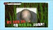 [Dr.go]닥터고 ep.04 - Miracle herb! works to treat hair loss. 탈모를 치료하는 기적의 약초! 효과가 있다 vs 없다  20170112
