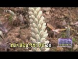 [Morning Show] Middle-aged woman rejuvenation secret  'Wasong' 와송'[생방송 오늘 아침]20151007