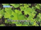 [Happyday] Effect of medicinal plant of the family Umbelliferae [기분 좋은 날] 20160415