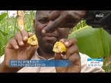 [Morning Show]Endangered banana! 멸종 위기가 된 바나나![생방송 오늘 아침] 20180213