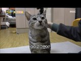 [Haha Land 2] 하하랜드2 - Be jealous of other cats  20180228