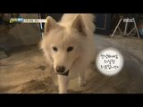[Haha Land] 하하랜드 - Genius puppy 20171101