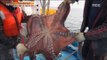 [Live Tonight] 생방송 오늘저녁 227회 - Giant Pacific Octopus 대왕 문어 잡이 20151012