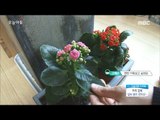 [Morning Show]plants management method! 집에서 겨울철 식물 관리법![생방송 오늘 아침] 20170123
