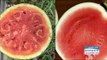 [Morning Show]watermelon assure! 수박 먹을 때 확인하세요![생방송 오늘 아침] 20170719