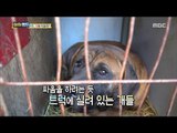 [Haha Land] 하하랜드 -fighting dog, Is it possible to rescue? 20171122