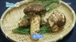 [Happyday] Anticancer food : Songi mushroom 암 세포 억제! 최고의 항암식품 '00버섯' [기분 좋은 날] 20160905