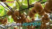 [Live Tonight] 생방송 오늘저녁 228회 - kiwi fruit timber 도심 속 '참다래 나무' 20151013