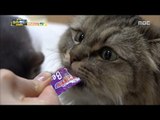 [Haha Land 2] 하하랜드2 - Live with cats (Cats are a lot like dogs) 20180228