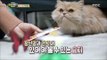 [Haha Land 2] 하하랜드2 - Cats loved by a large number of deacons 20180228