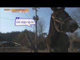 [Live Tonight] 생방송 오늘저녁 286회 - Preternatural swiftness, Donkey to escape 20160107