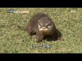 [Haha Land] 하하랜드 - Outside of otters 20170920