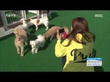 [Morning Show] Extraordinary job : pet sitter 애완견 돌보고 돈 벌고~!! 이색 직업 '펫시터' [생방송 오늘 아침] 20160426