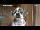 [Haha Land] 하하랜드 - An organic dog shelter 20171011
