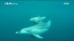 [MBC Documetary Special] - 새끼 돌고래와 어미 돌고래를 도와주는 돌고래 무리들20170817
