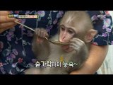 [Haha Land] 하하랜드 - Monkey eat rice ?! 20170830