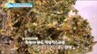 [Happyday]dried white bait perilla leaf 짭조름한 '뱅  어포 깻잎 조림'[기분 좋은 날] 20170913
